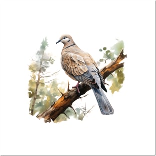 Collared Dove Posters and Art